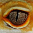 /album/fotogaleria1/ojo7-jpg/